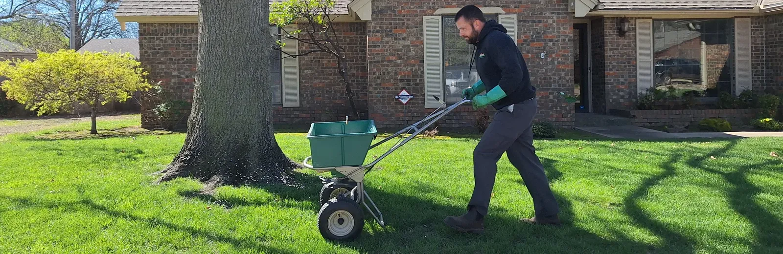 seeding lawn