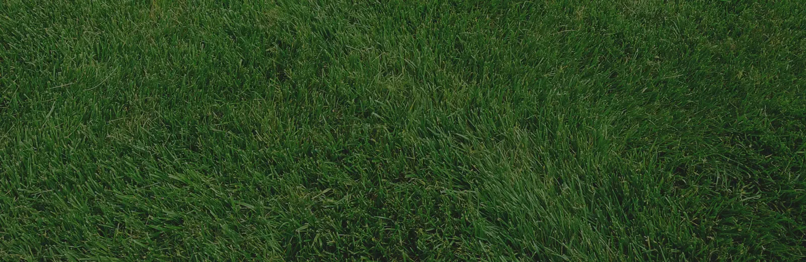 grass texture