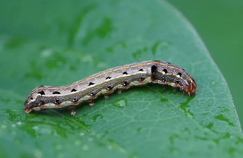 armyworm on leaf