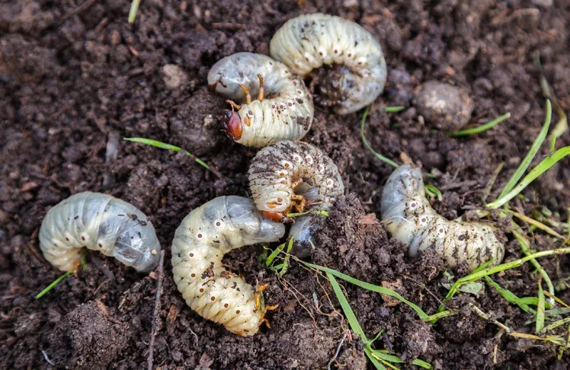 grubs in soil