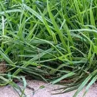 dallisgrass