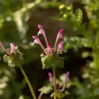 henbit-clover