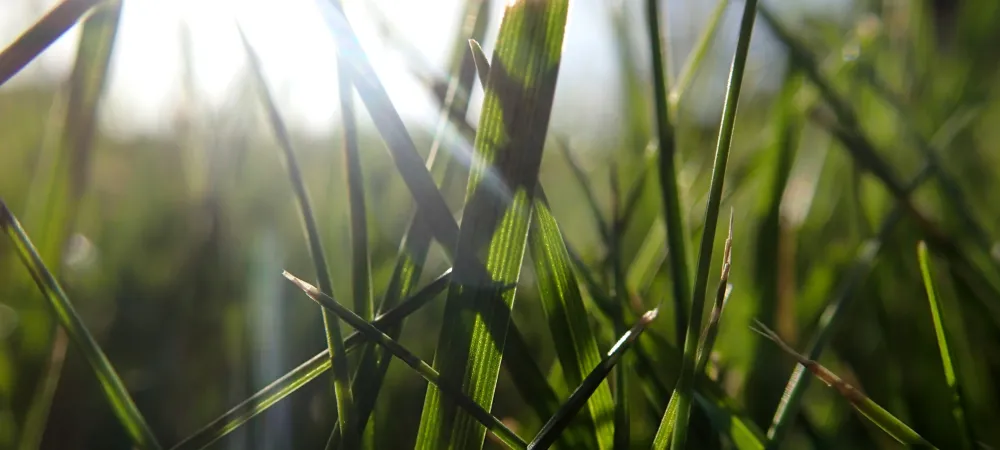 grass close up