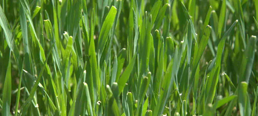 grass