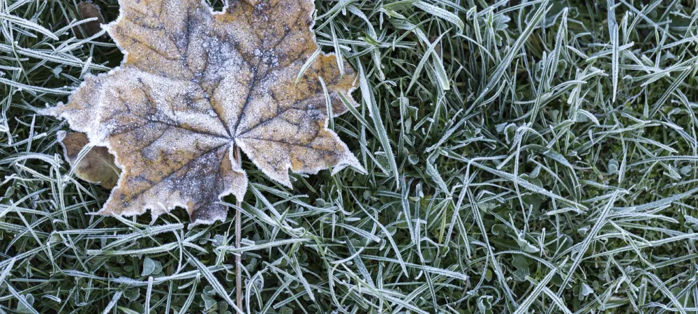 icy leaf on grass