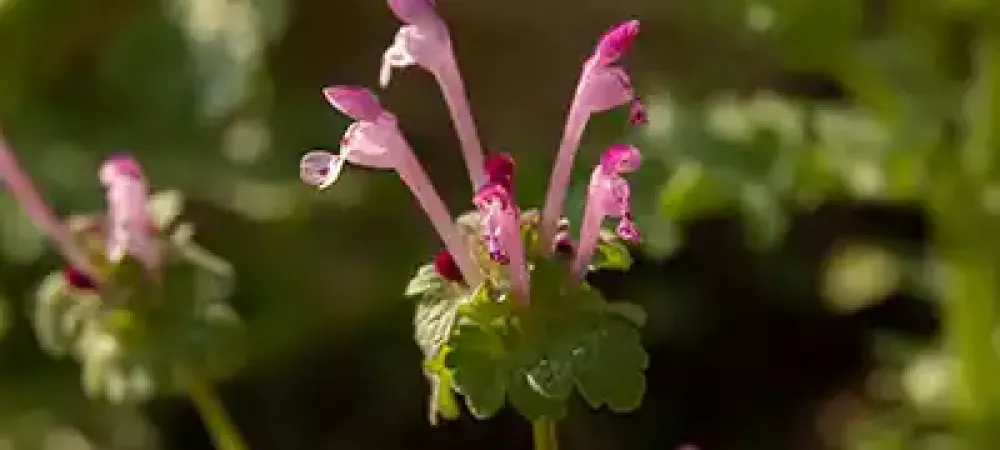 henbit-clover