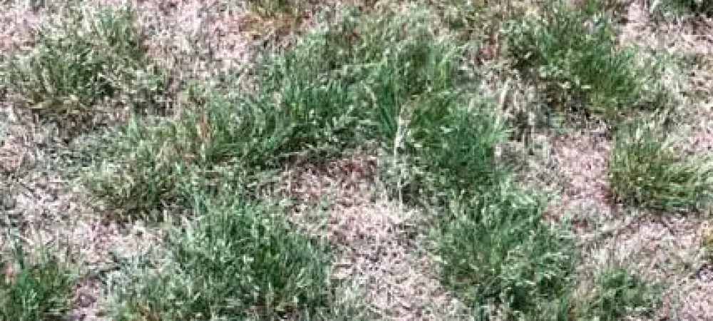 poa_annua_weed